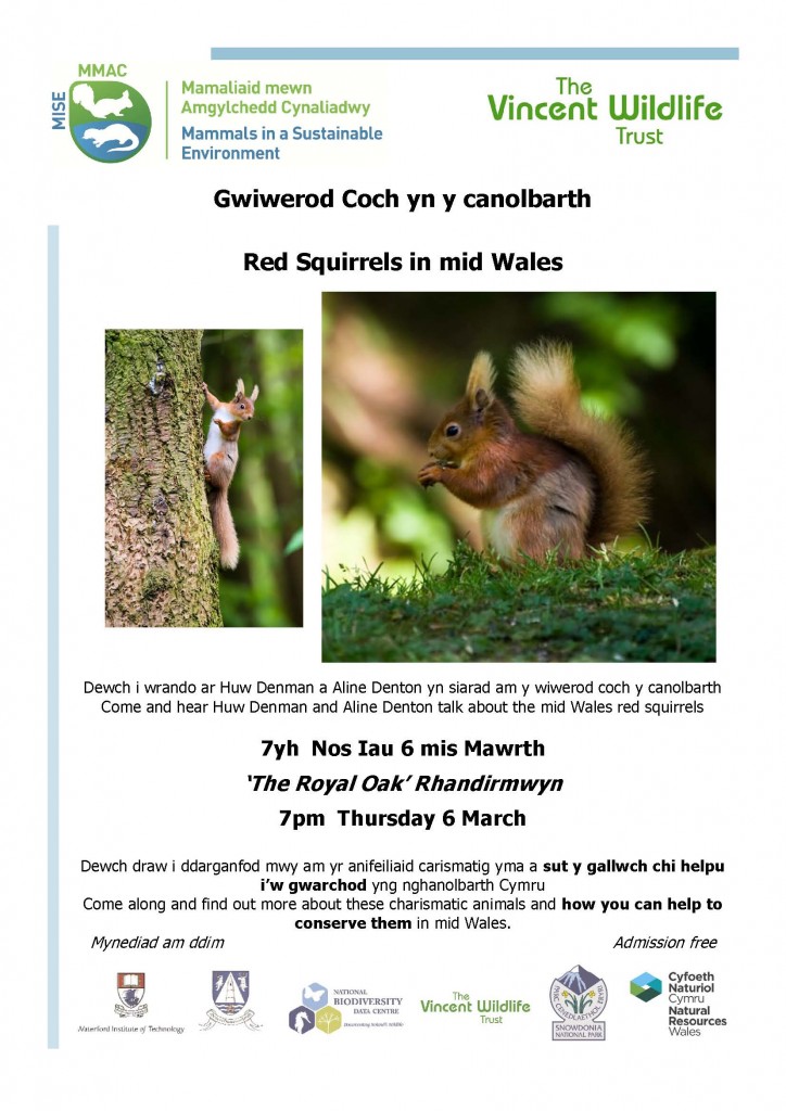 Rhandirmwyn red squirrel talk flyer